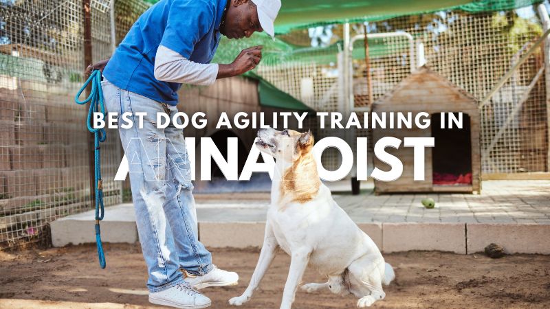 Best Dog Agility Training in Annaloist