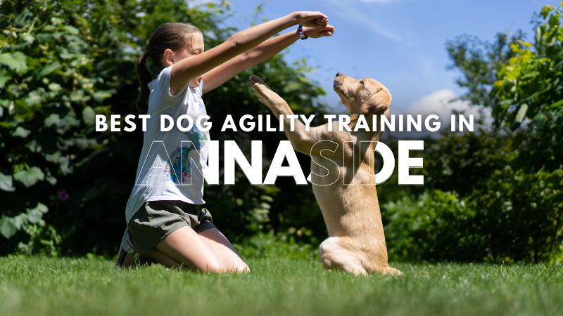 Best Dog Agility Training in Annaside