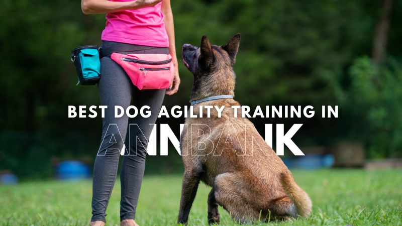 Best Dog Agility Training in Annbank