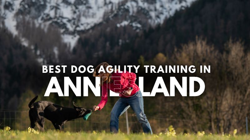 Best Dog Agility Training in Anniesland