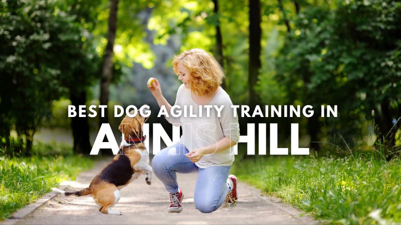Best Dog Agility Training in Annis Hill