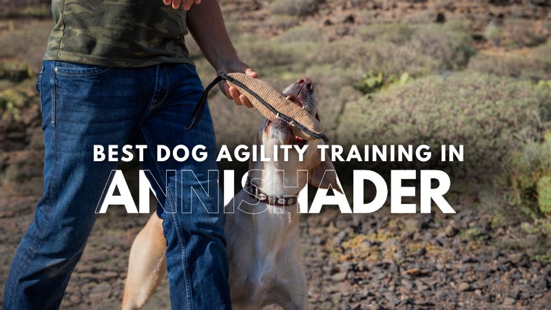 Best Dog Agility Training in Annishader