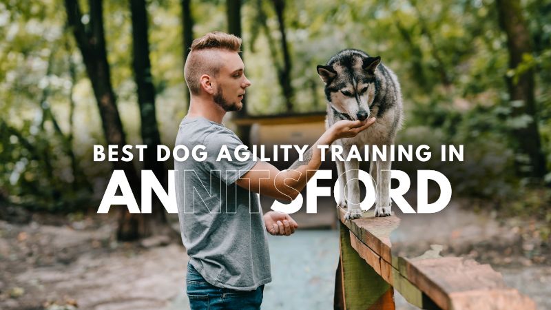 Best Dog Agility Training in Annitsford