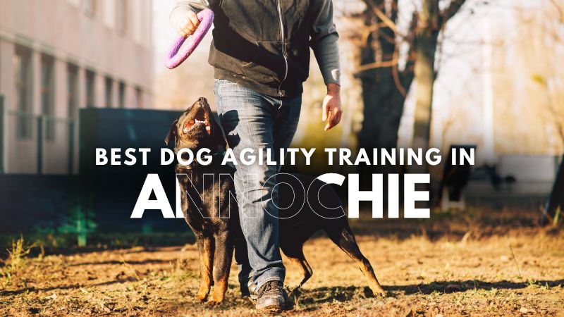 Best Dog Agility Training in Annochie