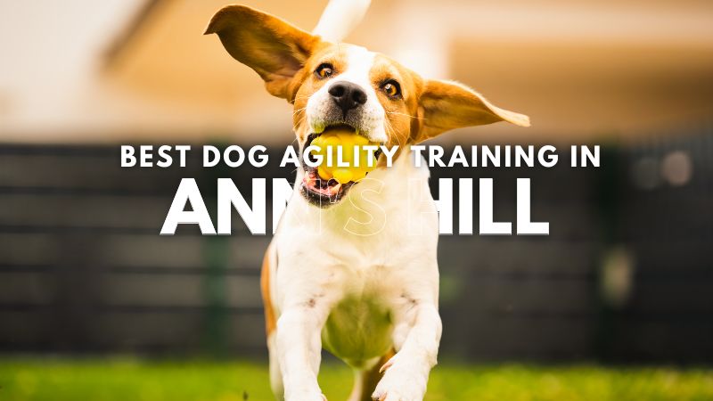 Best Dog Agility Training in Ann's Hill