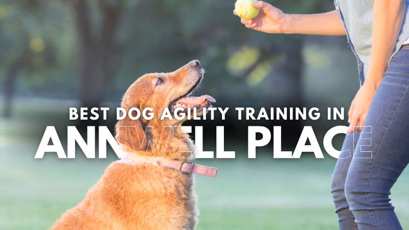 Best Dog Agility Training in Annwell Place