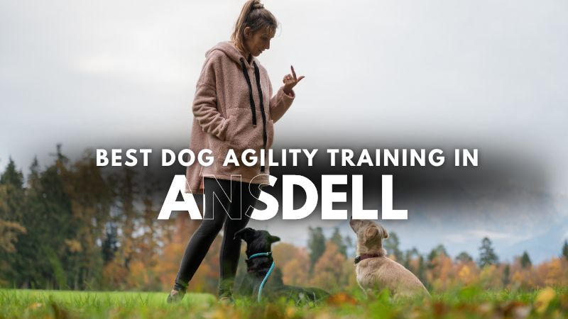 Best Dog Agility Training in Ansdell