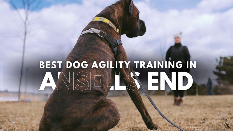 Best Dog Agility Training in Ansells End