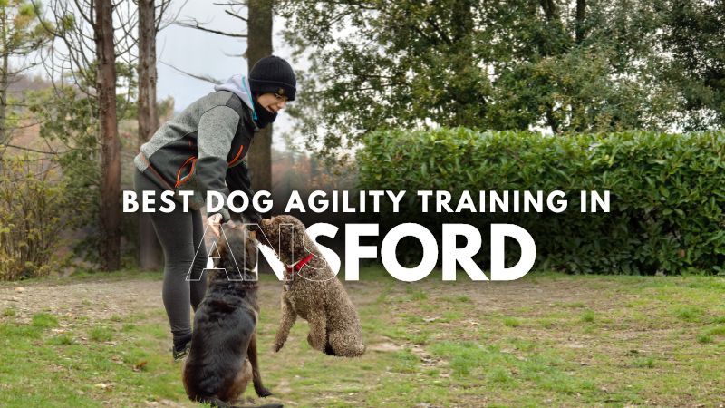 Best Dog Agility Training in Ansford