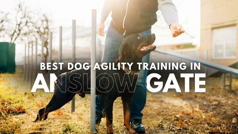 Best Dog Agility Training in Anslow Gate