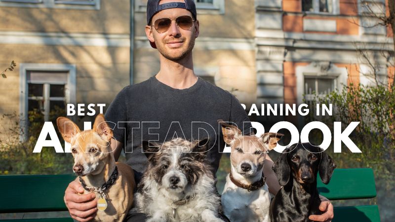 Best Dog Agility Training in Ansteadbrook