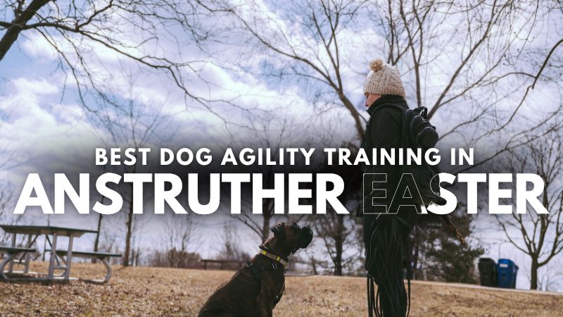 Best Dog Agility Training in Anstruther Easter