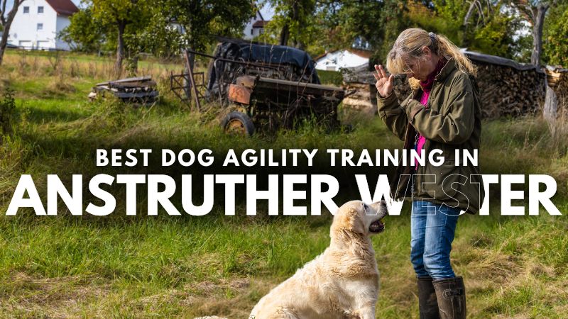 Best Dog Agility Training in Anstruther Wester