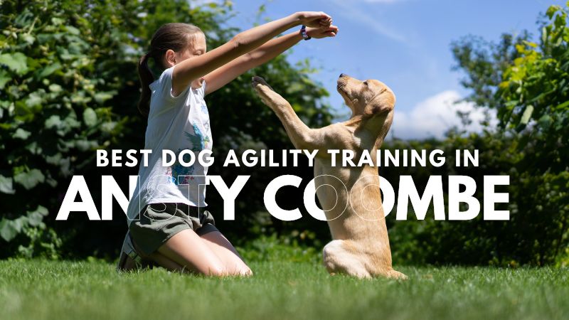 Best Dog Agility Training in Ansty Coombe