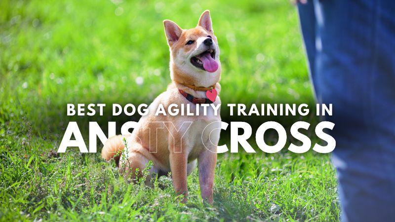 Best Dog Agility Training in Ansty Cross