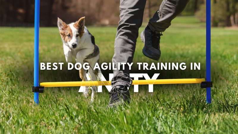 Best Dog Agility Training in Ansty