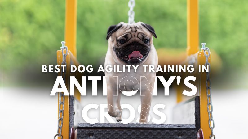 Best Dog Agility Training in Anthony's Cross