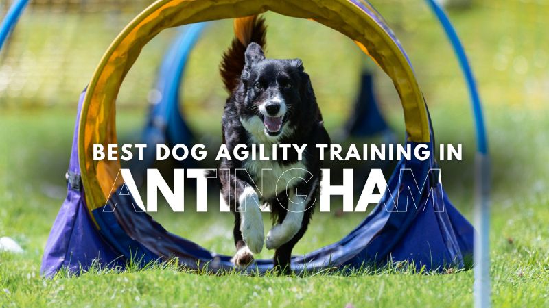 Best Dog Agility Training in Antingham