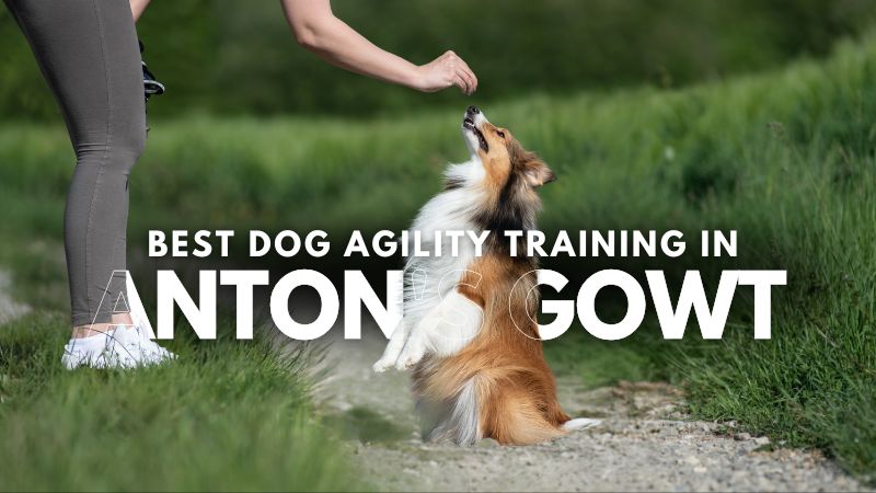 Best Dog Agility Training in Anton's Gowt