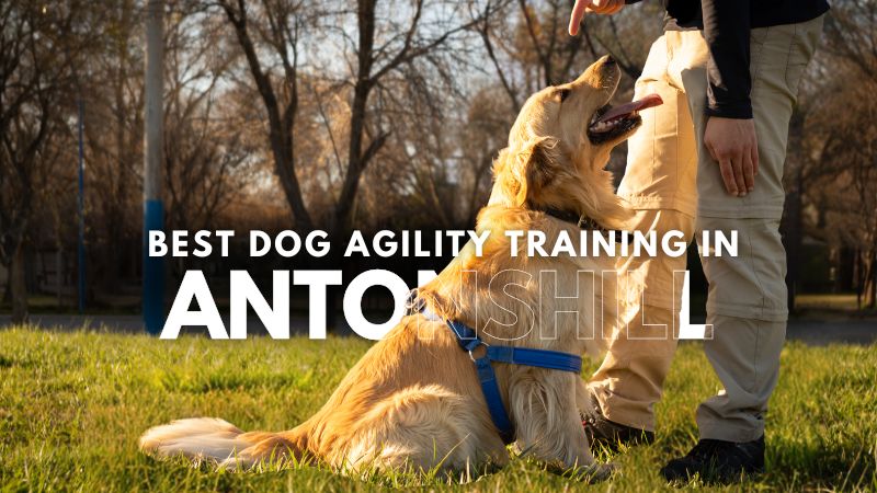 Best Dog Agility Training in Antonshill
