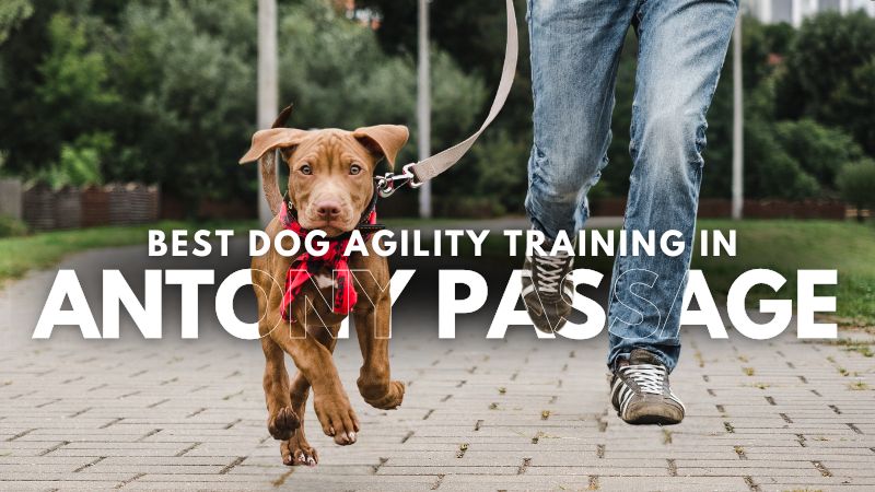Best Dog Agility Training in Antony Passage