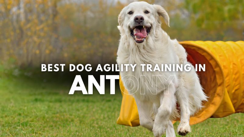 Best Dog Agility Training in Antony