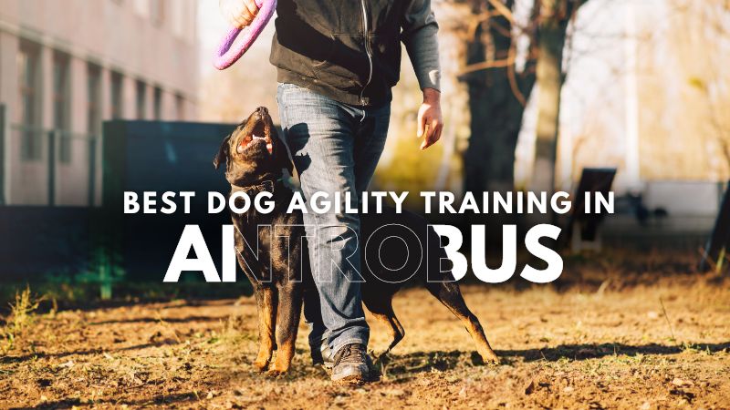 Best Dog Agility Training in Antrobus
