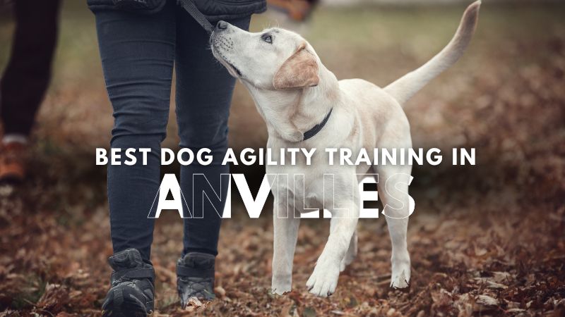 Best Dog Agility Training in Anvilles