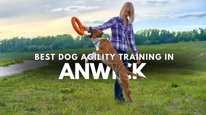 Best Dog Agility Training in Anwick