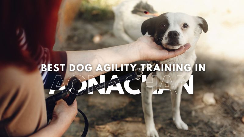 Best Dog Agility Training in Aonachan