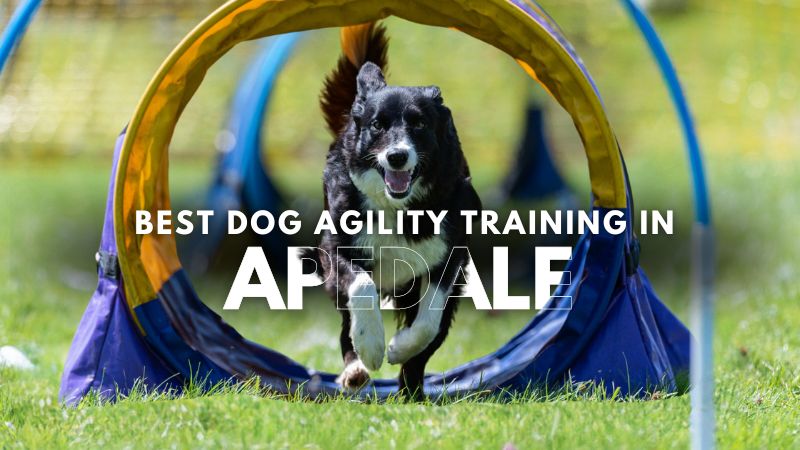 Best Dog Agility Training in Apedale