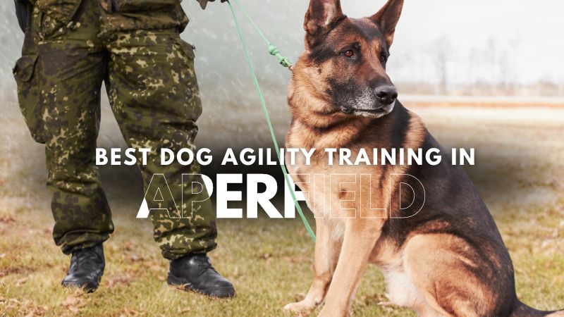 Best Dog Agility Training in Aperfield