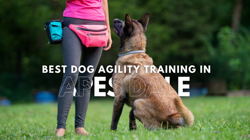 Best Dog Agility Training in Apes Dale