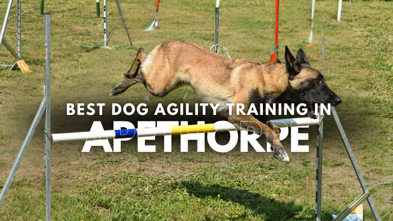 Best Dog Agility Training in Apethorpe
