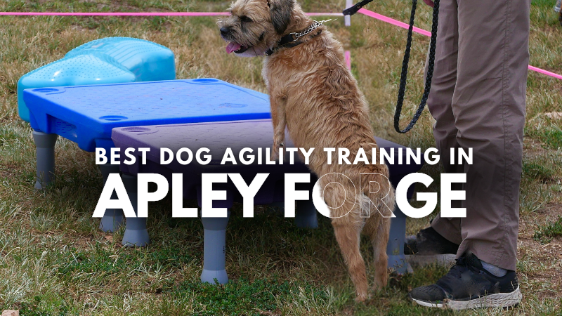 Best Dog Agility Training in Apley Forge