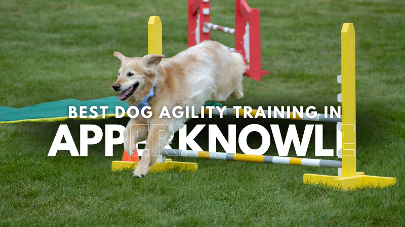 Best Dog Agility Training in Apperknowle