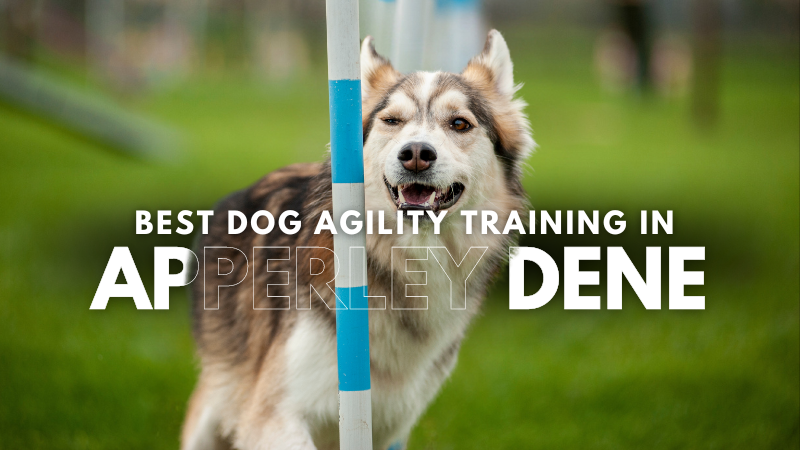 Best Dog Agility Training in Apperley Dene