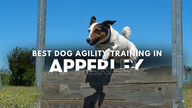 Best Dog Agility Training in Apperley