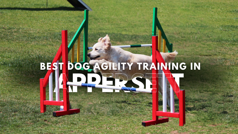 Best Dog Agility Training in Appersett
