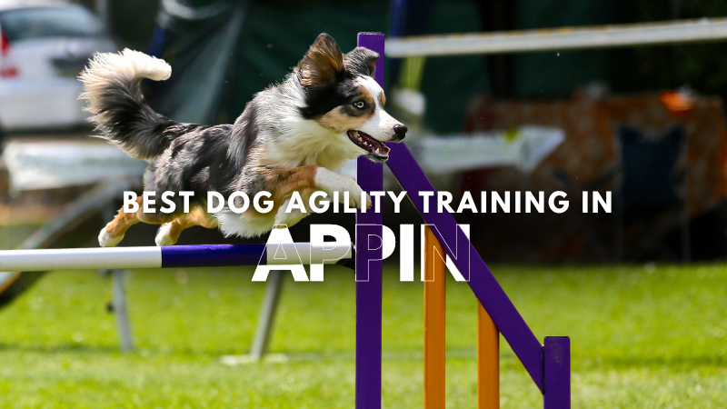 Best Dog Agility Training in Appin