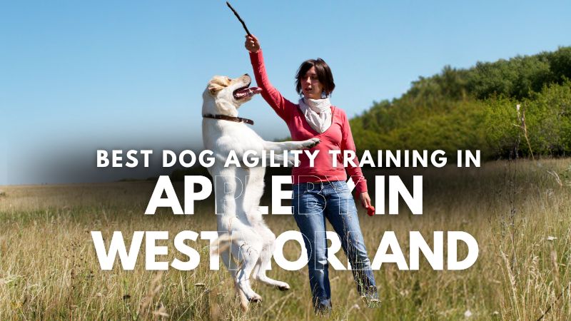 Best Dog Agility Training in Appleby In Westmorland