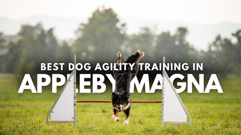 Best Dog Agility Training in Appleby Magna