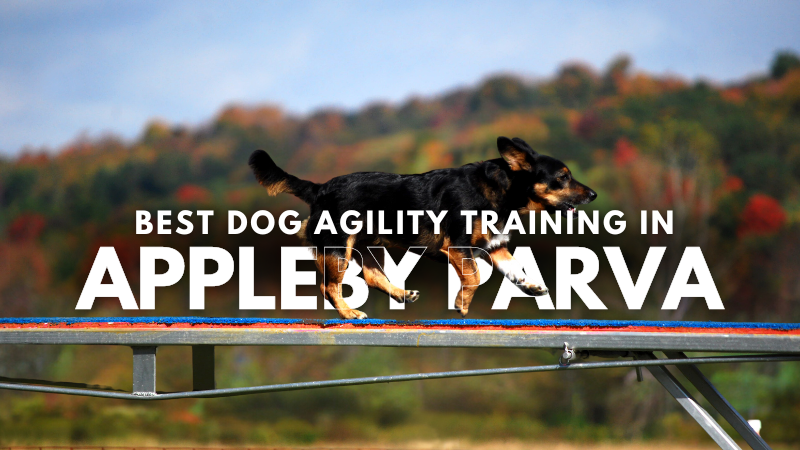 Best Dog Agility Training in Appleby Parva