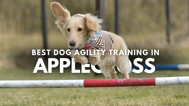Best Dog Agility Training in Applecross