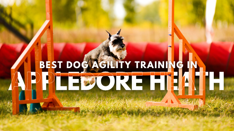 Best Dog Agility Training in Appledore Heath