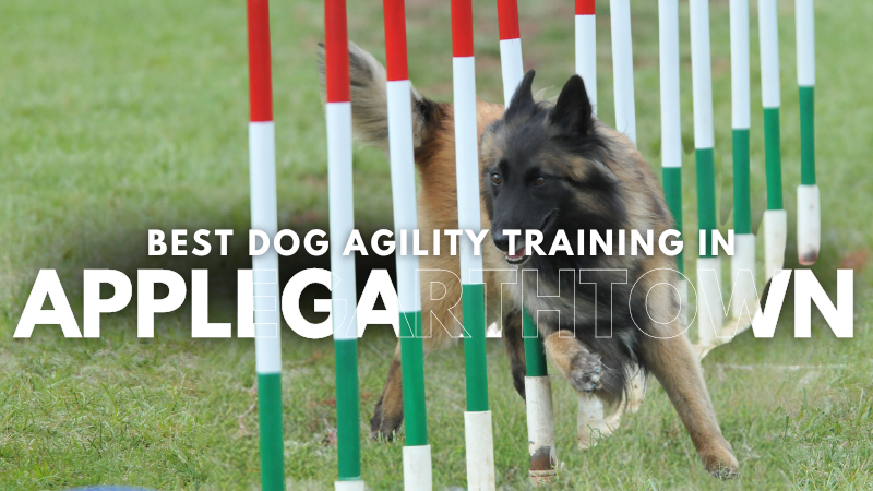 Best Dog Agility Training in Applegarthtown