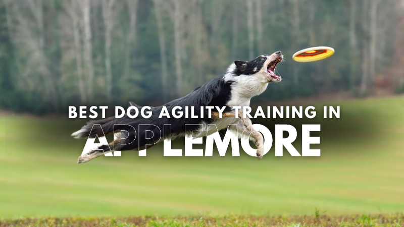 Best Dog Agility Training in Applemore
