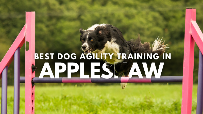 Best Dog Agility Training in Appleshaw
