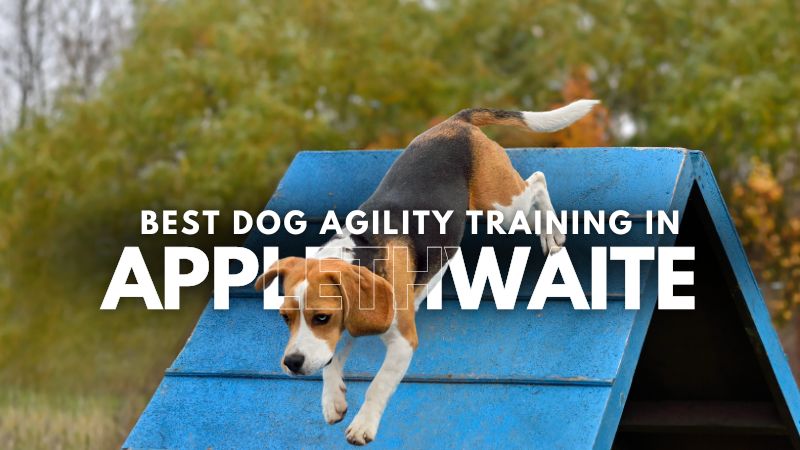 Best Dog Agility Training in Applethwaite