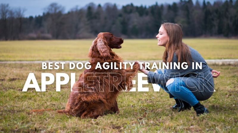 Best Dog Agility Training in Appletreewick